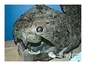 走進(jìn)牙齒的故事，訴說千年的演變