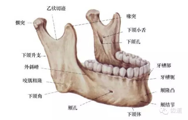 牙醫(yī)基礎知識：口腔頜面部應用解剖生理