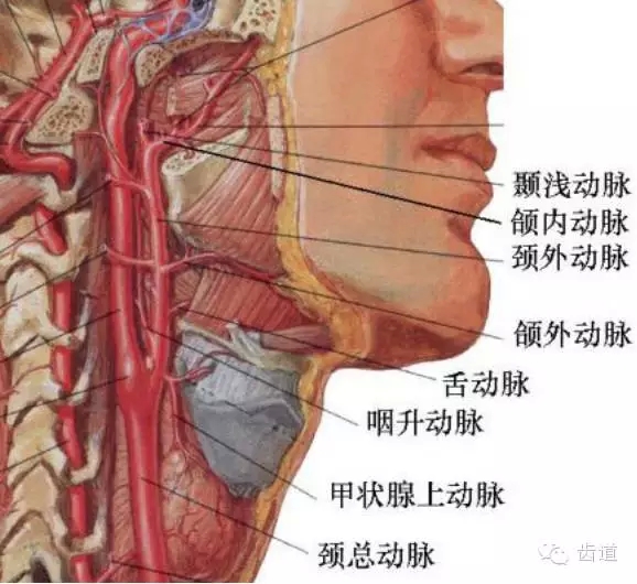 牙醫(yī)基礎知識：口腔頜面部應用解剖生理