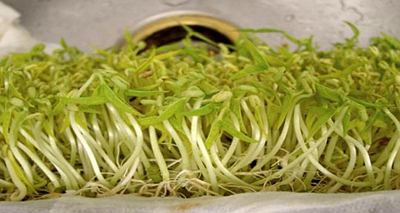 你知道綠豆芽是怎么種出來的嗎？疫情當前解決吃菜問題