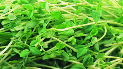 你知道綠豆芽是怎么種出來的嗎？疫情當前解決吃菜問題